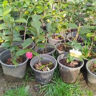 گل های کاملیا