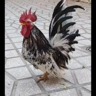 مرغ وخروس جاپنیز اصل کف خواب درجه یک معاوظه