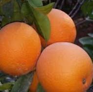 فروش پرتقال تامسون
