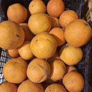 پرتقال تامسون با کیفیت عالی