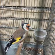 سهره نر جوجه قفس