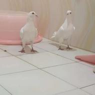 یک جفت کبوتر افغان پرشی