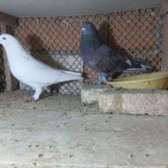 یه جفت کبوتر دهن خورده خوش سو خوش خال