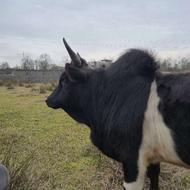 ورزا گاو گوساله