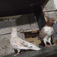 کفتر سرور شمرونی و..