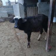 دو عدد گاومیش فروشی