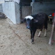 فروش فوری دو عدد گاومیش