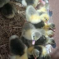 جوجه غاز دورگه