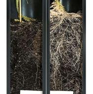 افزایش تناژ و تقویت ریشه