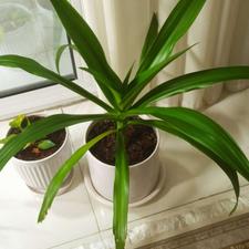 گل اشک ملکه.