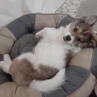 توله سگ جنسیت نر پاکوتاه شیتزو و شپرد