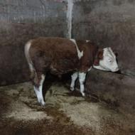 گوساله نر و ماده