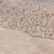 چغندر برای دام