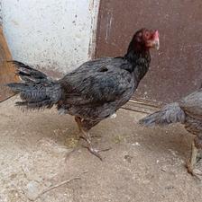 مرغ لاری جوان