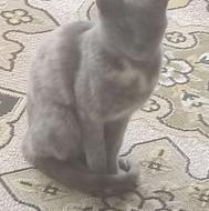 گربه خونگی دستی