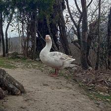 یک عدد غاز اصیل نر