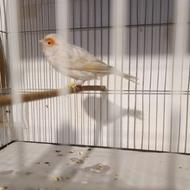 ماده قناری مست سیلور موزاییکی اورجینال