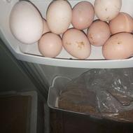 تخم مرغ محلی نطفه دار. وتخم بو قلمون با غذای مغذی به حیوان