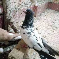 کله دم سیاه ماده