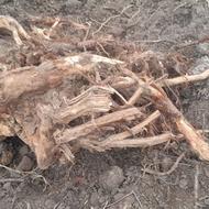 انواع هیزوم .ریشه درخت