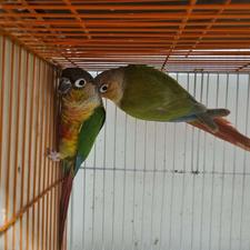 طوطی گرینچیک مولد