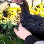 جوجه لاری چهارماه خروس