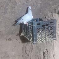 یک عدد شامی نر