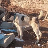 توله ماده الابای