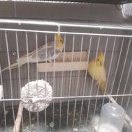 ‌عروس هلندی مولد