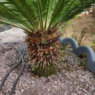 گل و گیاه طبیعی