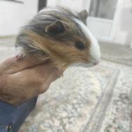 خوکچه هندی دستی