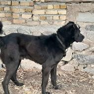 سگ سرابی نصل دار