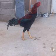 خروس لاری 11ماهه زیر سه