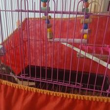 عروس هلندی ماده