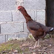 یک عددمرغ لاری ریش