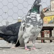 کبوتر پرشی عالی