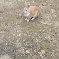 خرگوش قهوه ای