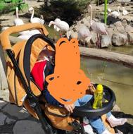 سرویس کالسکه