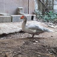 اردک نقره ای نر معاوضه