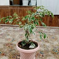 گل بنجامین جوان