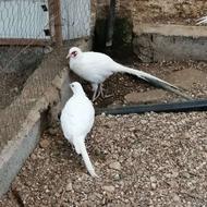 قرقاول هلندی