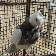 جوجه طوقی گل به سر