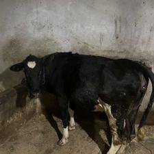 گاو شکم اول