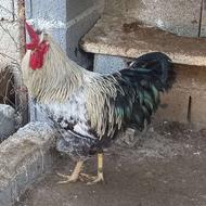 4عدد خروس دورگه وزن بالا