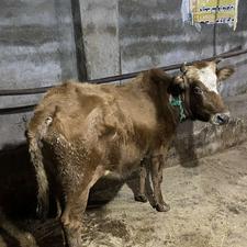 گاو با گوساله نر