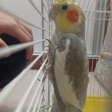 عروس هلندی نر با قفس