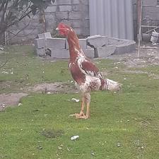 جوجه خروس لاری آس 7 ماهه از نصل معتبر