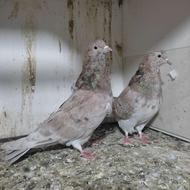 کبوتر تزیینی