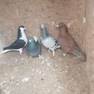 کفتر‌صیدقلدر