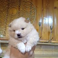 واگذار پامرانین خرسی